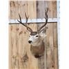 Image 1 : 4x4 Mule Deer Shoulder Mount Taxidermy