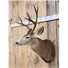Image 2 : 4x4 Mule Deer Shoulder Mount Taxidermy