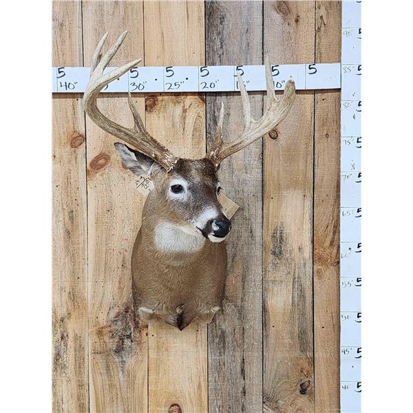 Big 4x4 Whitetail Shoulder Mount Taxidermy