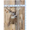 Image 1 : Big 4x4 Whitetail Shoulder Mount Taxidermy