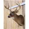 Image 4 : Big 4x4 Whitetail Shoulder Mount Taxidermy