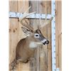 Image 5 : Big 4x4 Whitetail Shoulder Mount Taxidermy