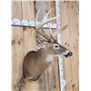 Image 6 : Big 4x4 Whitetail Shoulder Mount Taxidermy