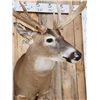 Image 7 : Big 4x4 Whitetail Shoulder Mount Taxidermy