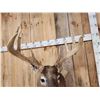 Image 8 : Big 4x4 Whitetail Shoulder Mount Taxidermy