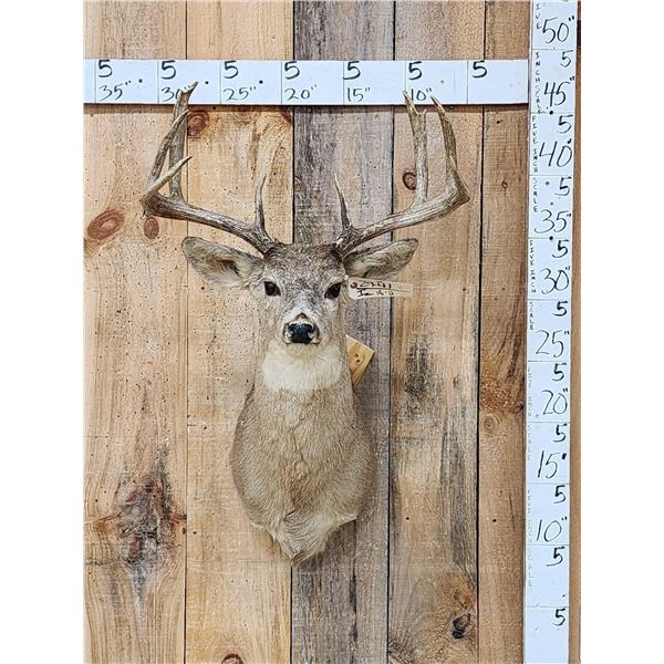 4x4 Whitetail Shoulder Mount Taxidermy