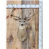 Image 1 : 4x4 Whitetail Shoulder Mount Taxidermy