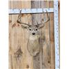 Image 2 : 4x4 Whitetail Shoulder Mount Taxidermy