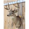 Image 3 : 4x4 Whitetail Shoulder Mount Taxidermy