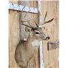 Image 4 : 4x4 Whitetail Shoulder Mount Taxidermy