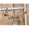 Image 5 : 4x4 Whitetail Shoulder Mount Taxidermy