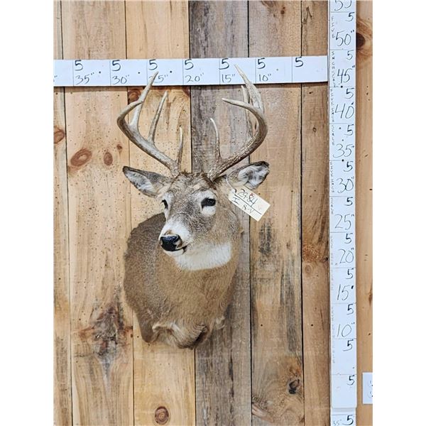 5x5 Whitetail Shoulder Mount Taxidermy