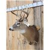 Image 2 : 5x5 Whitetail Shoulder Mount Taxidermy