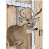 Image 3 : 5x5 Whitetail Shoulder Mount Taxidermy