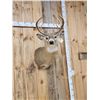 Image 4 : 5x5 Whitetail Shoulder Mount Taxidermy
