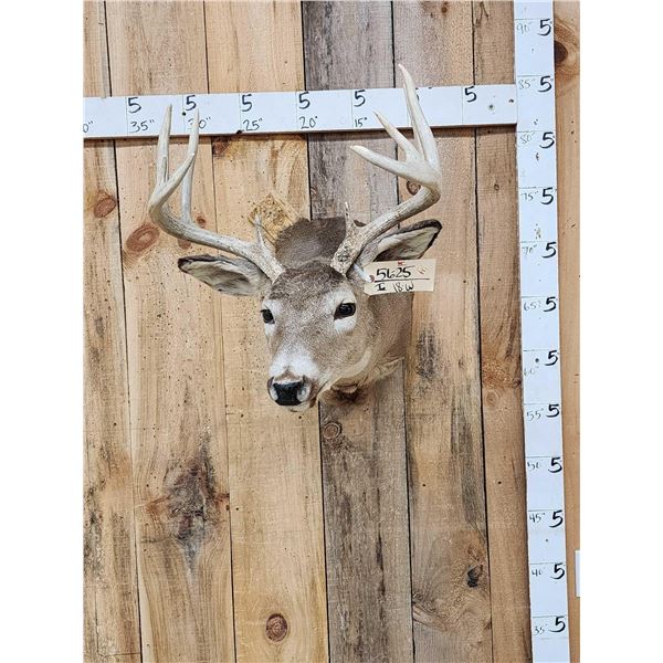 5x5 Whitetail Shoulder Mount Taxidermy