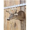 Image 2 : 5x5 Whitetail Shoulder Mount Taxidermy