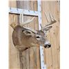 Image 3 : 5x5 Whitetail Shoulder Mount Taxidermy