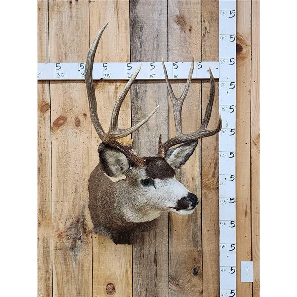 5x5 Mule Deer Shoulder Mount Taxidermy