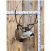 Image 1 : 5x5 Mule Deer Shoulder Mount Taxidermy