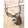 Image 2 : 5x5 Mule Deer Shoulder Mount Taxidermy