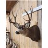 Image 3 : 5x5 Mule Deer Shoulder Mount Taxidermy