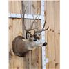 Image 4 : 5x5 Mule Deer Shoulder Mount Taxidermy