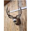 Image 5 : 5x5 Mule Deer Shoulder Mount Taxidermy