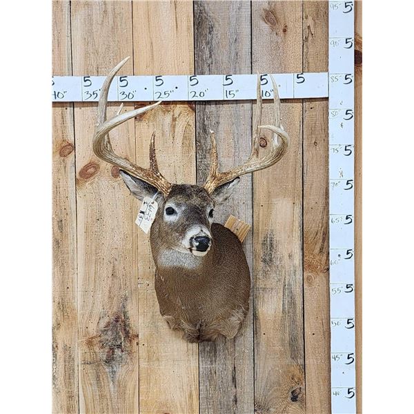 Big 5x5 Wild Whitetail Shoulder Mount Taxidermy