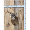 Image 1 : Big 5x5 Wild Whitetail Shoulder Mount Taxidermy