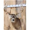 Image 2 : Big 5x5 Wild Whitetail Shoulder Mount Taxidermy