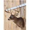 Image 3 : Big 5x5 Wild Whitetail Shoulder Mount Taxidermy