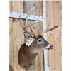 Image 4 : Big 5x5 Wild Whitetail Shoulder Mount Taxidermy