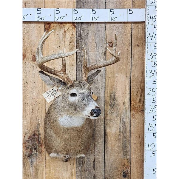 5x5 Whitetail Shoulder Mount Taxidermy