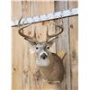 Image 2 : 5x5 Whitetail Shoulder Mount Taxidermy
