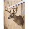 Image 3 : 5x5 Whitetail Shoulder Mount Taxidermy