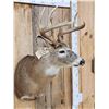 Image 4 : 5x5 Whitetail Shoulder Mount Taxidermy