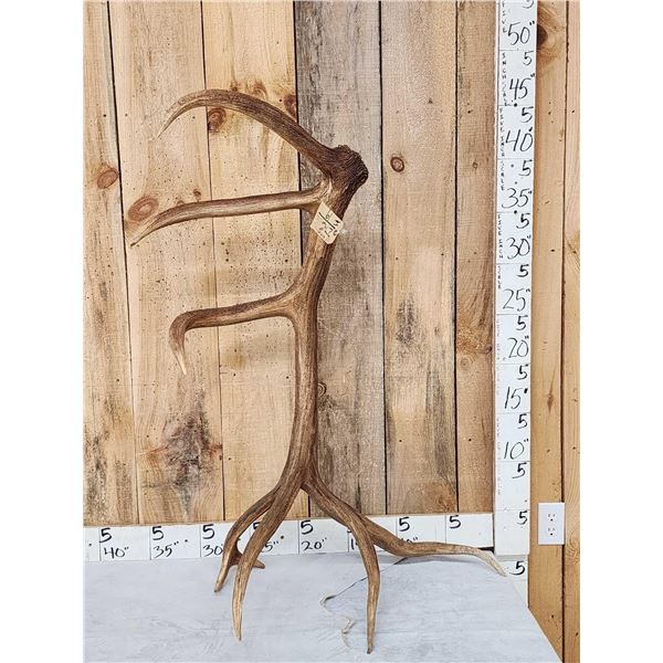 Freak 8 Point Self Standing Elk Shed Antler