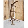 Image 3 : Freak 8 Point Self Standing Elk Shed Antler