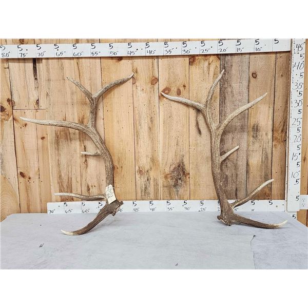 6x6 Elk Shed Antlers