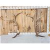 Image 1 : 6x6 Elk Shed Antlers