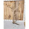 Image 2 : 6x6 Elk Shed Antlers