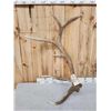 Image 3 : 6x6 Elk Shed Antlers