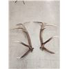 Image 4 : 6x6 Elk Shed Antlers