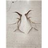 Image 5 : 6x6 Elk Shed Antlers