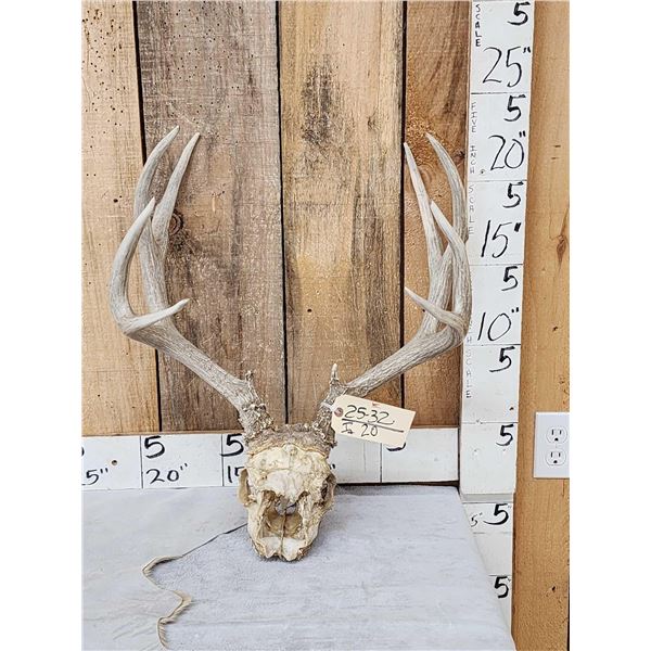 5x5 Mule Deer Antlers On Skull Plate