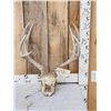 Image 1 : 5x5 Mule Deer Antlers On Skull Plate