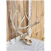 Image 3 : 5x5 Mule Deer Antlers On Skull Plate