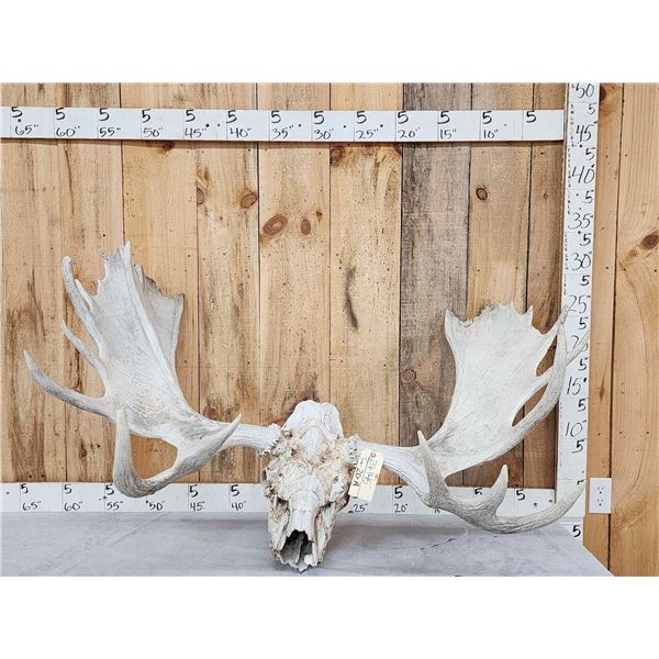 53" Wide Moose Antlers On Skull