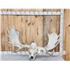 Image 1 : 53" Wide Moose Antlers On Skull